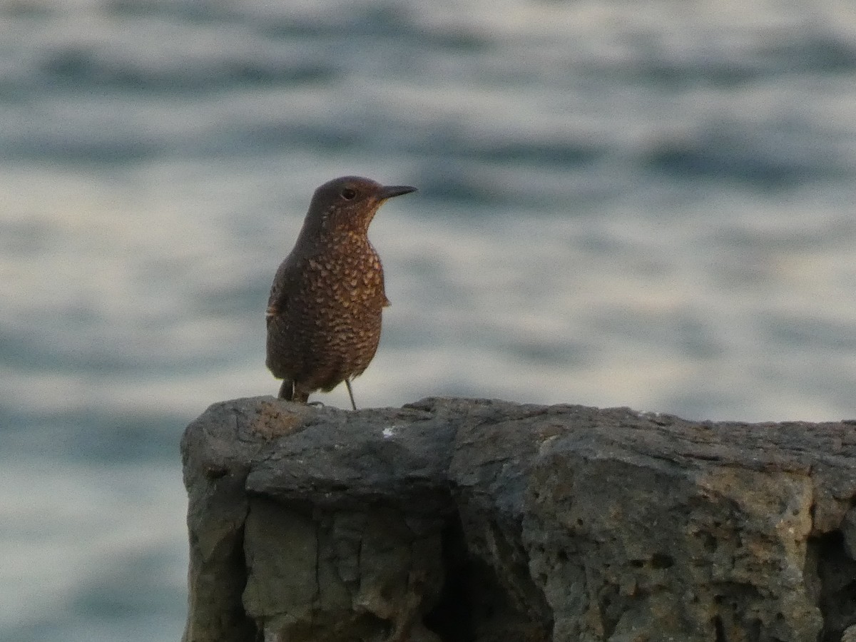 Blue Rock-Thrush - ML646679650