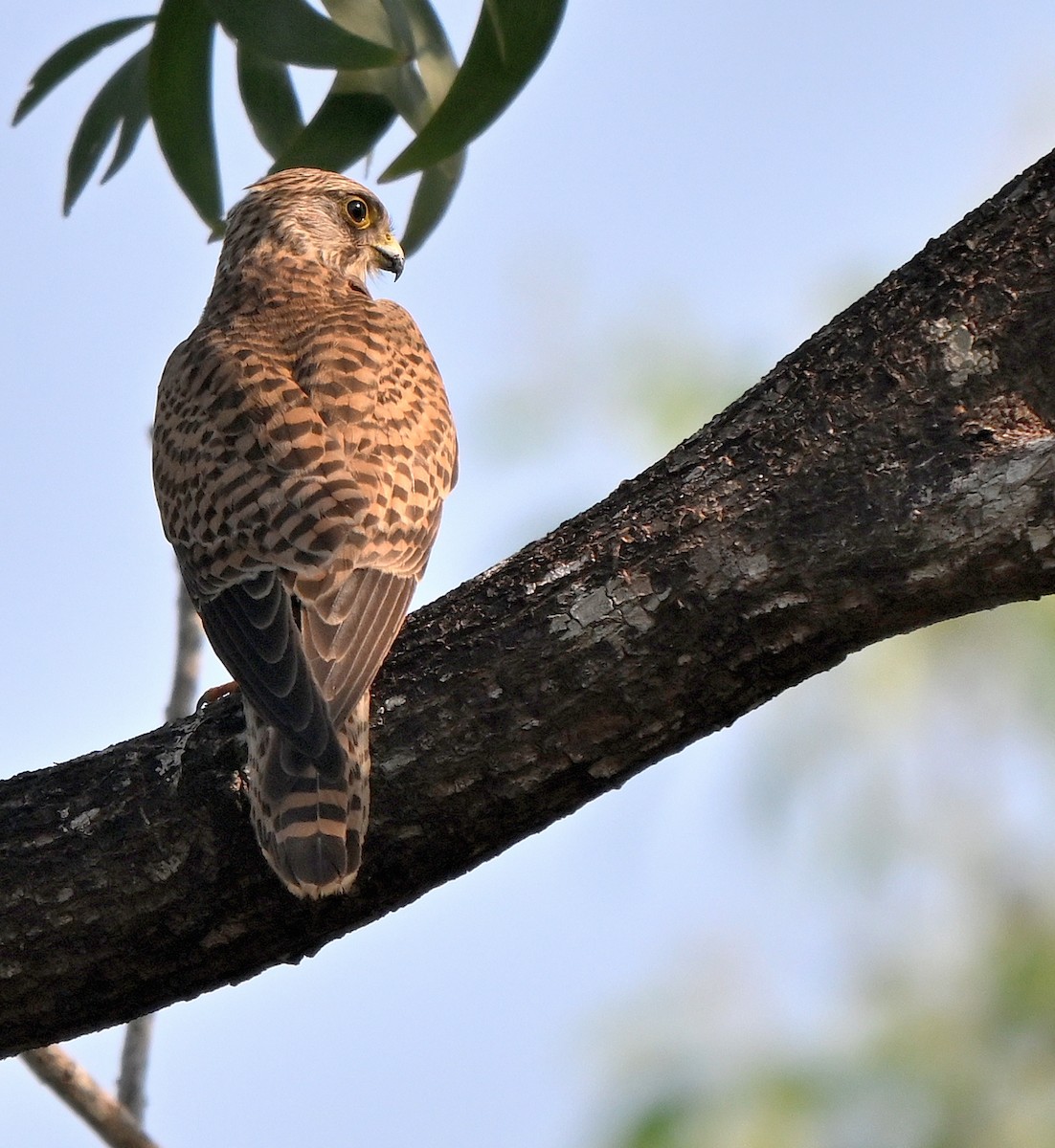 Eurasian Kestrel - ML646679653