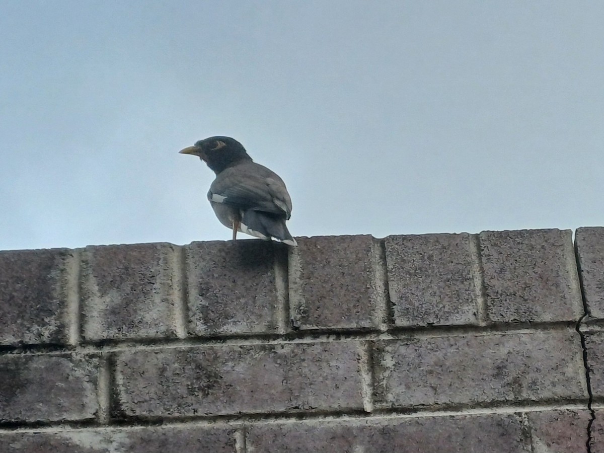 Common Myna - ML646679655