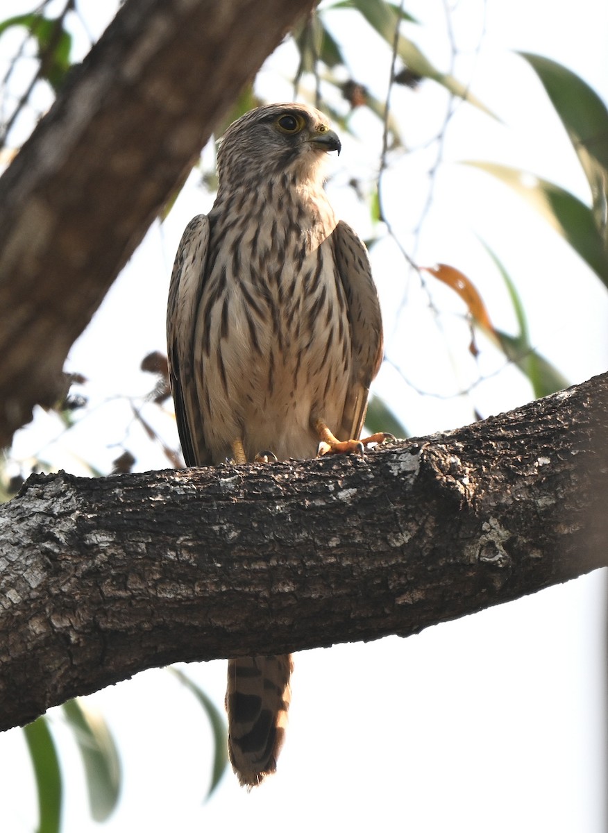 Eurasian Kestrel - ML646679656