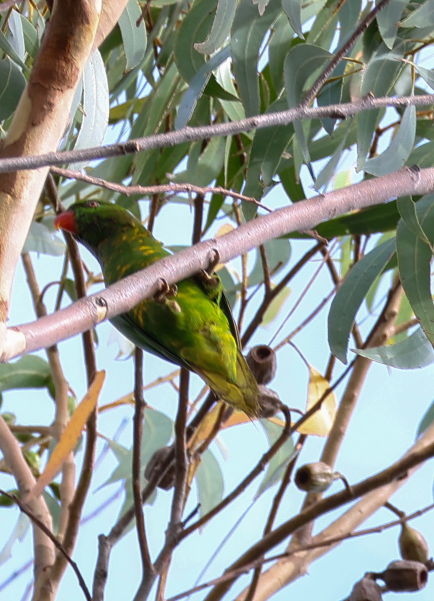 Scaly-breasted Lorikeet - ML646679657