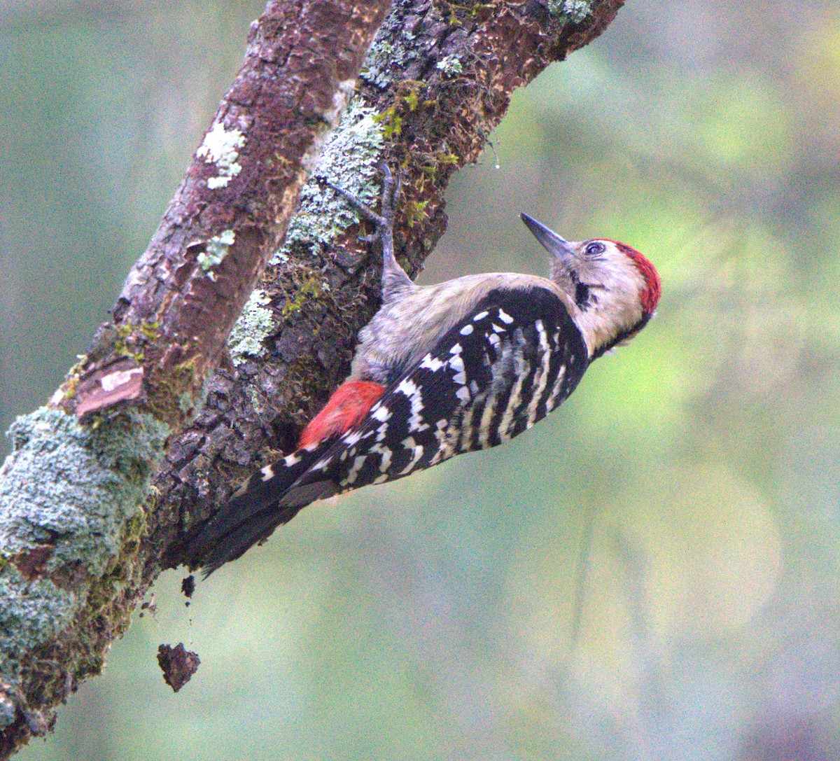 Fulvous-breasted Woodpecker - ML646679659