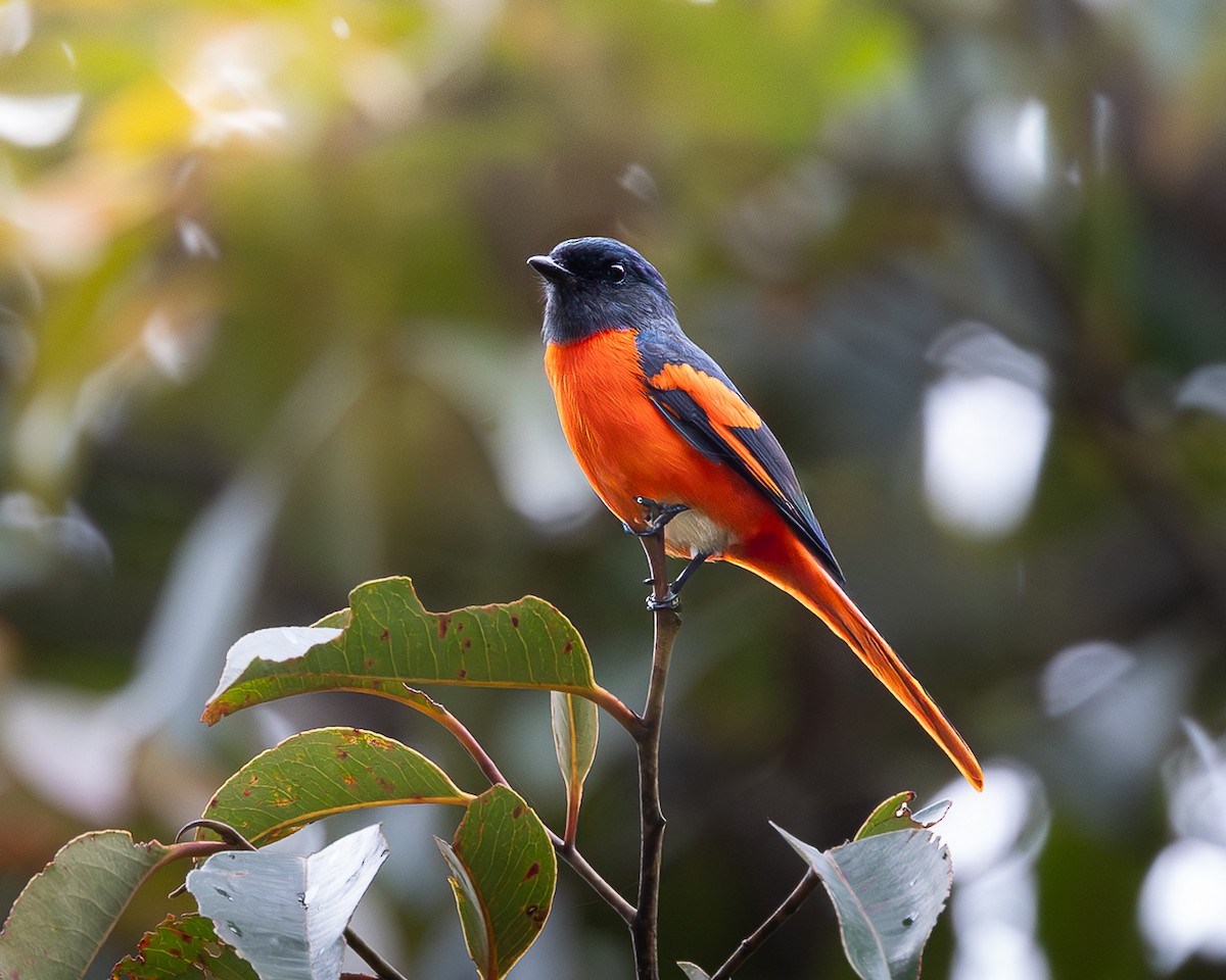 Gray-chinned Minivet - ML646679660