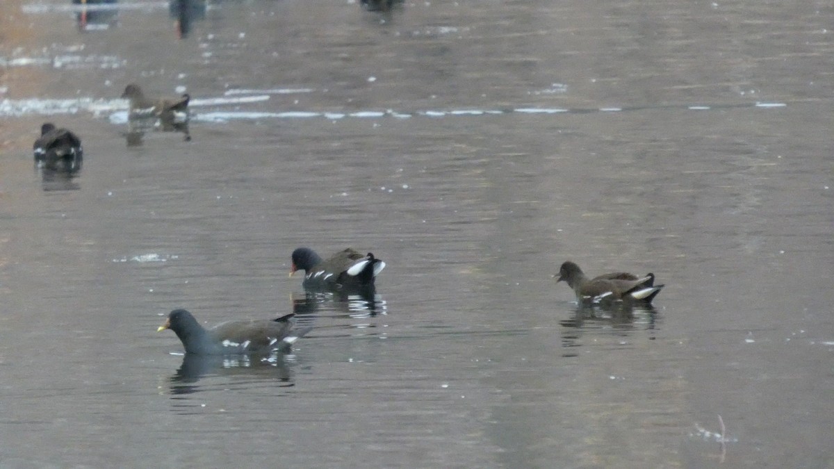 バン - ML646679663