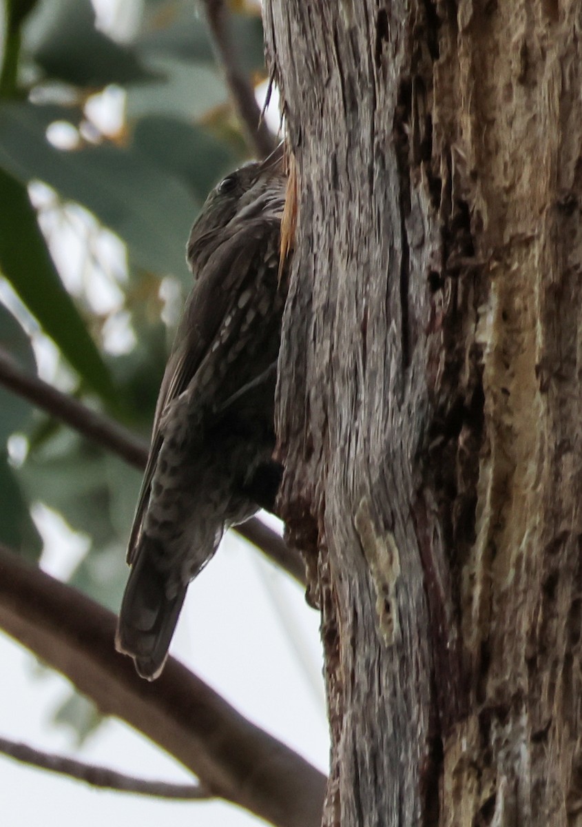 Katanar paparzuria - ML646679667