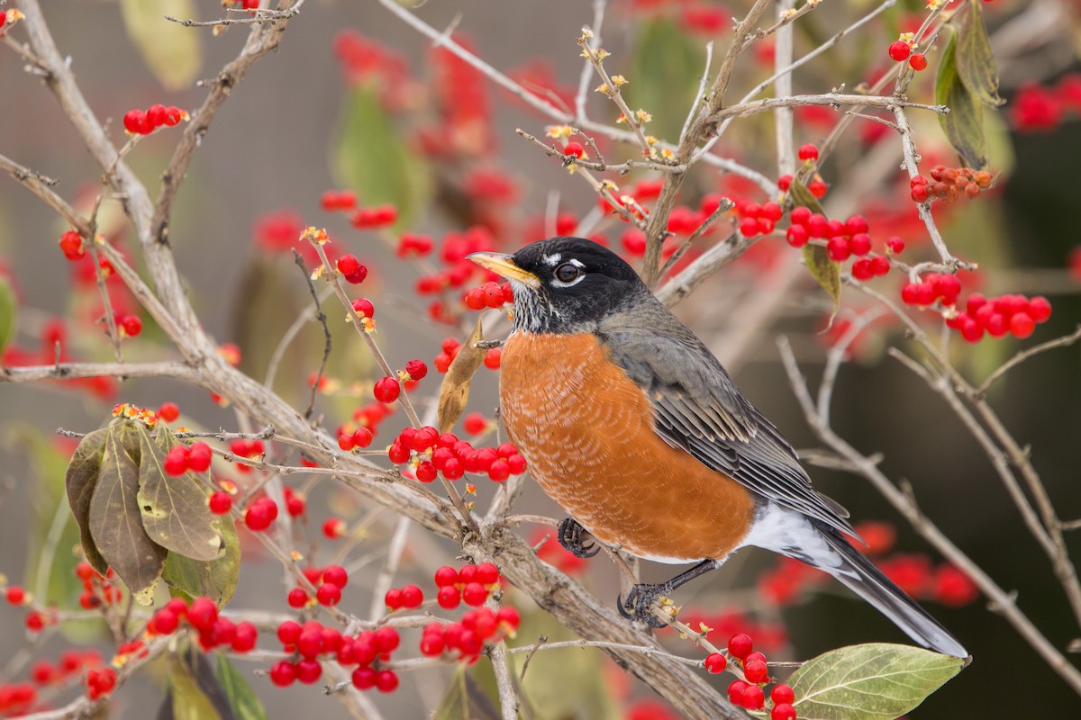 drozd stěhovavý - ML646679671