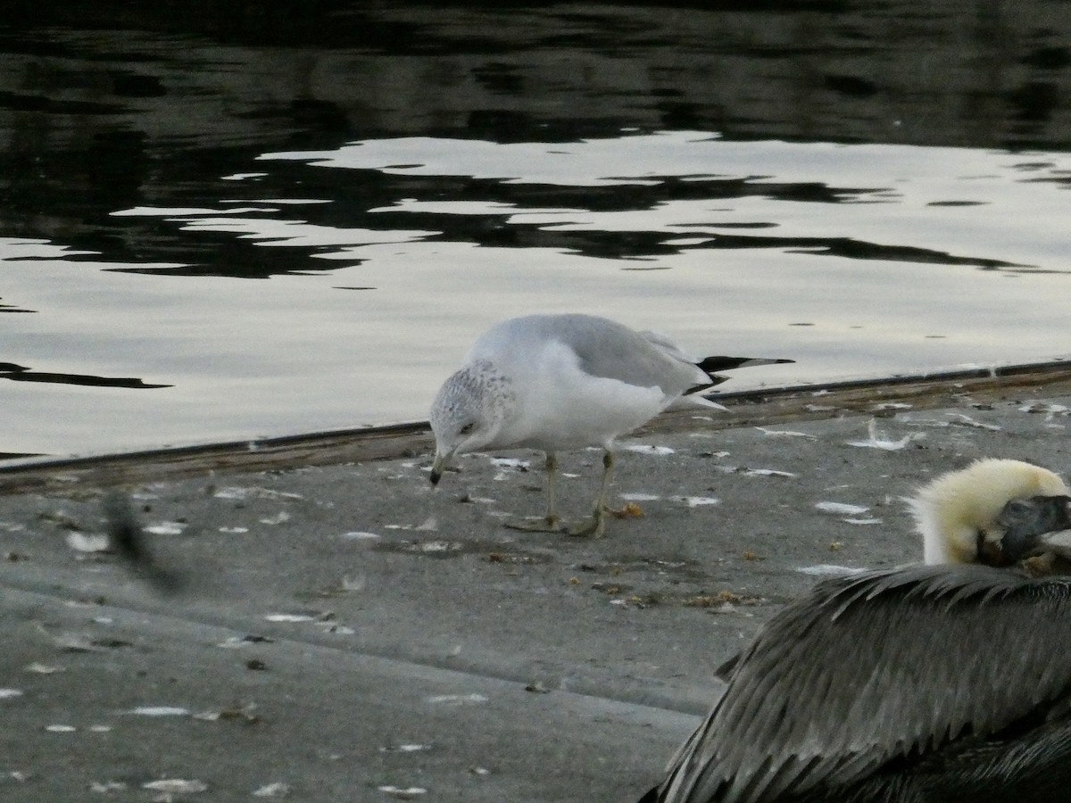 Ring-billed Gull - ML646679672