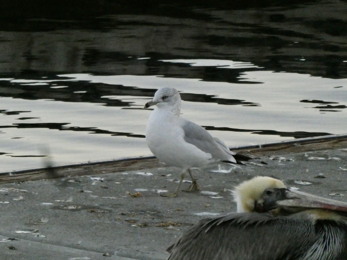 Ring-billed Gull - ML646679673