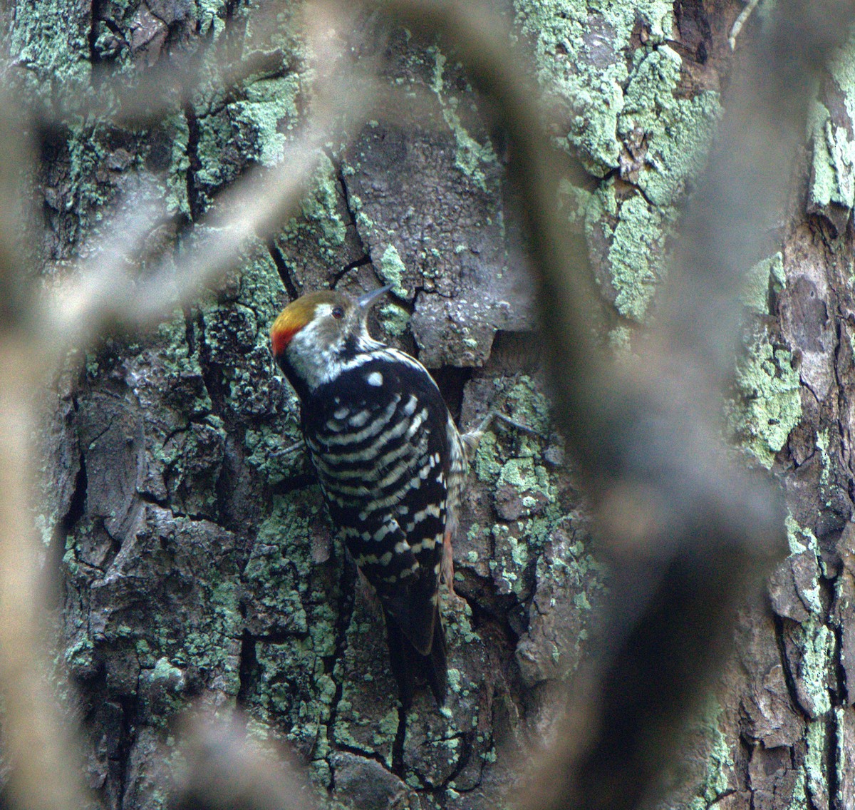 Brown-fronted Woodpecker - ML646679675