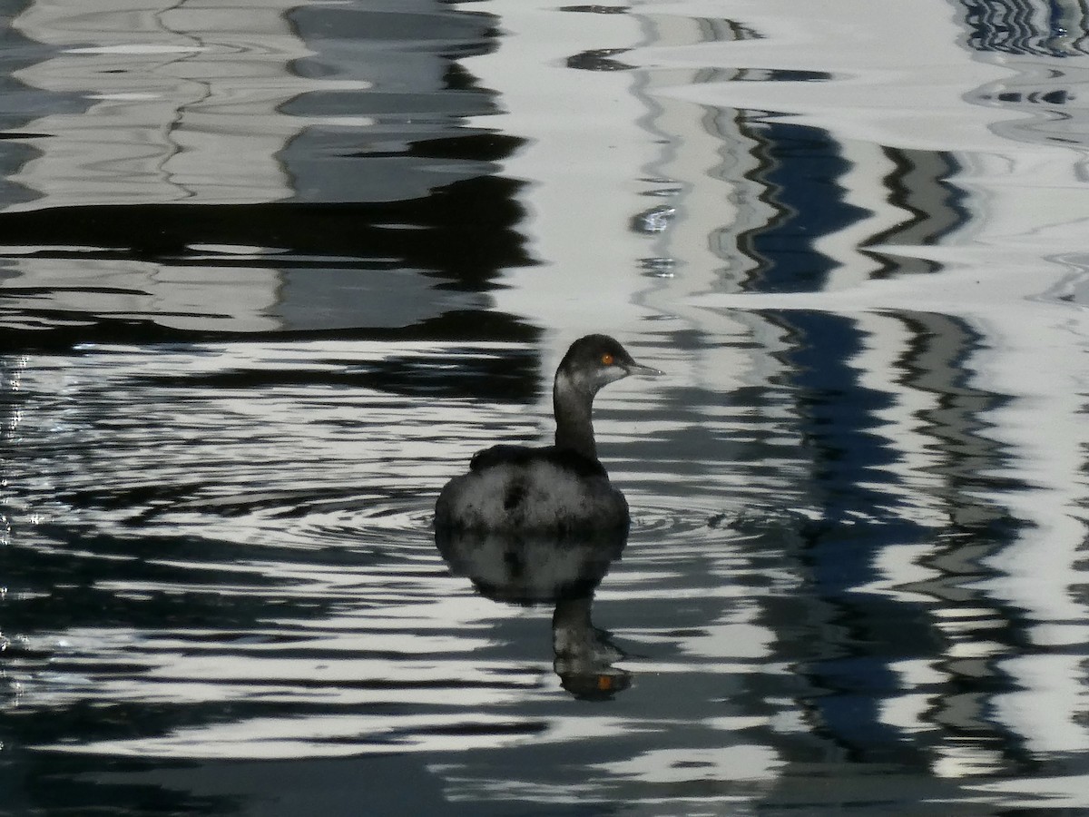 Grèbe à cou noir - ML646679684