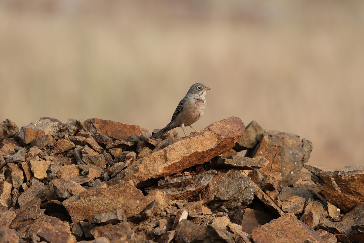 Gray-necked Bunting - ML646679685