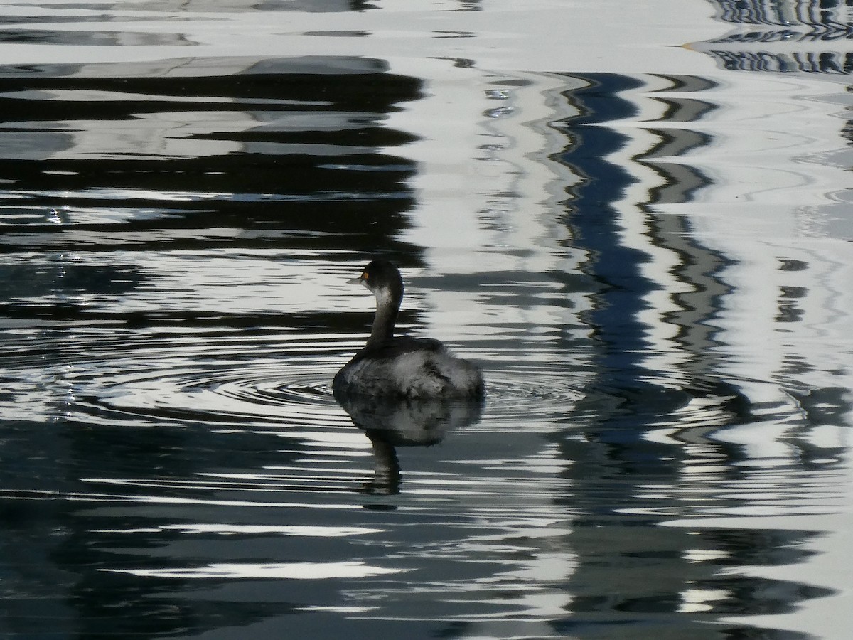 Grèbe à cou noir - ML646679687