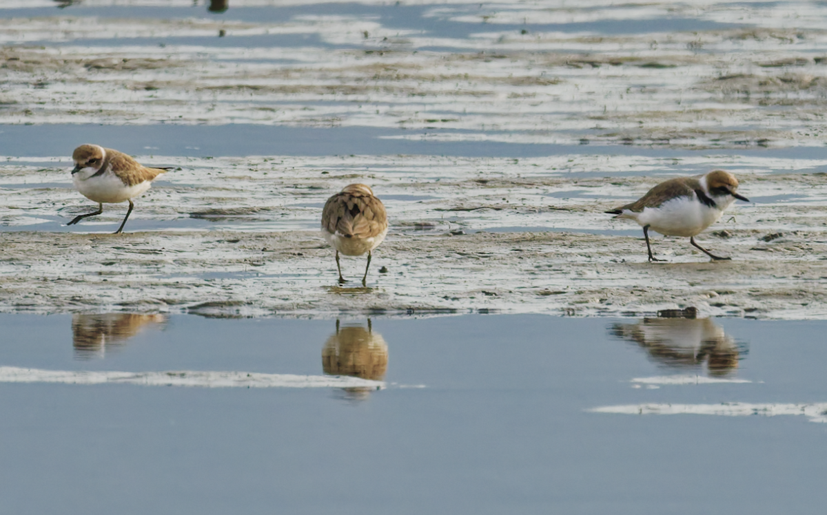 Seeregenpfeifer - ML646679688