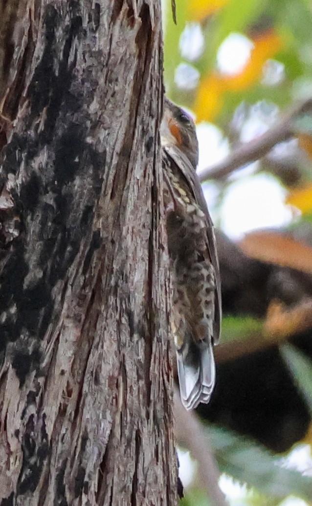 Red-browed Treecreeper - ML646679689