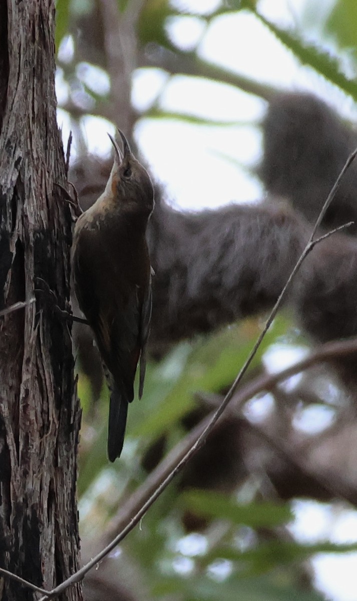 Red-browed Treecreeper - ML646679690