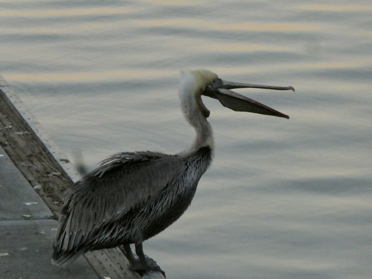 Brown Pelican - ML646679691