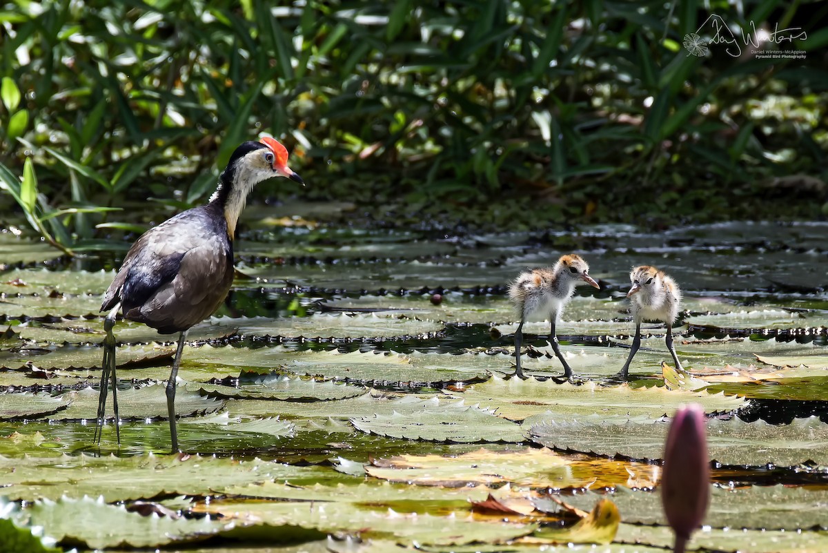 ostnák lotosový - ML646679692