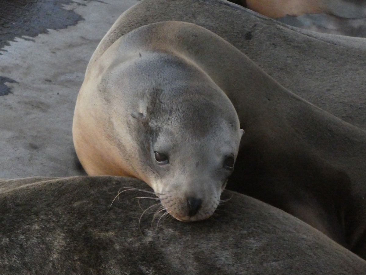 California Sea Lion - ML646679706