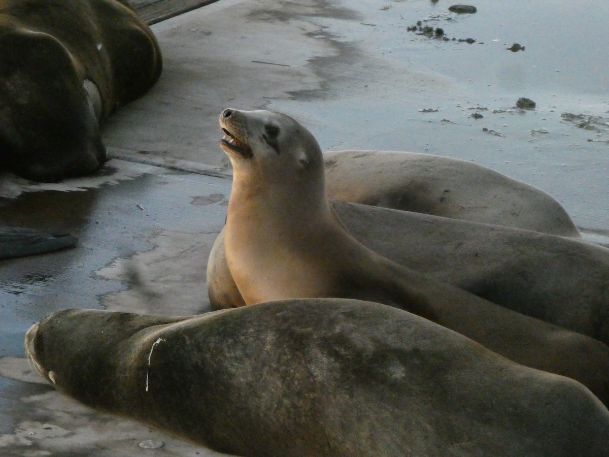 California Sea Lion - ML646679707