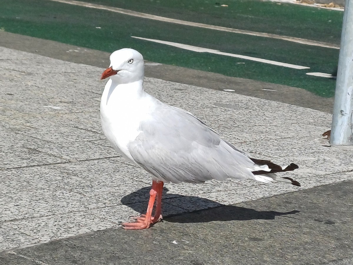 Gaviota Plateada Australiana - ML646679709