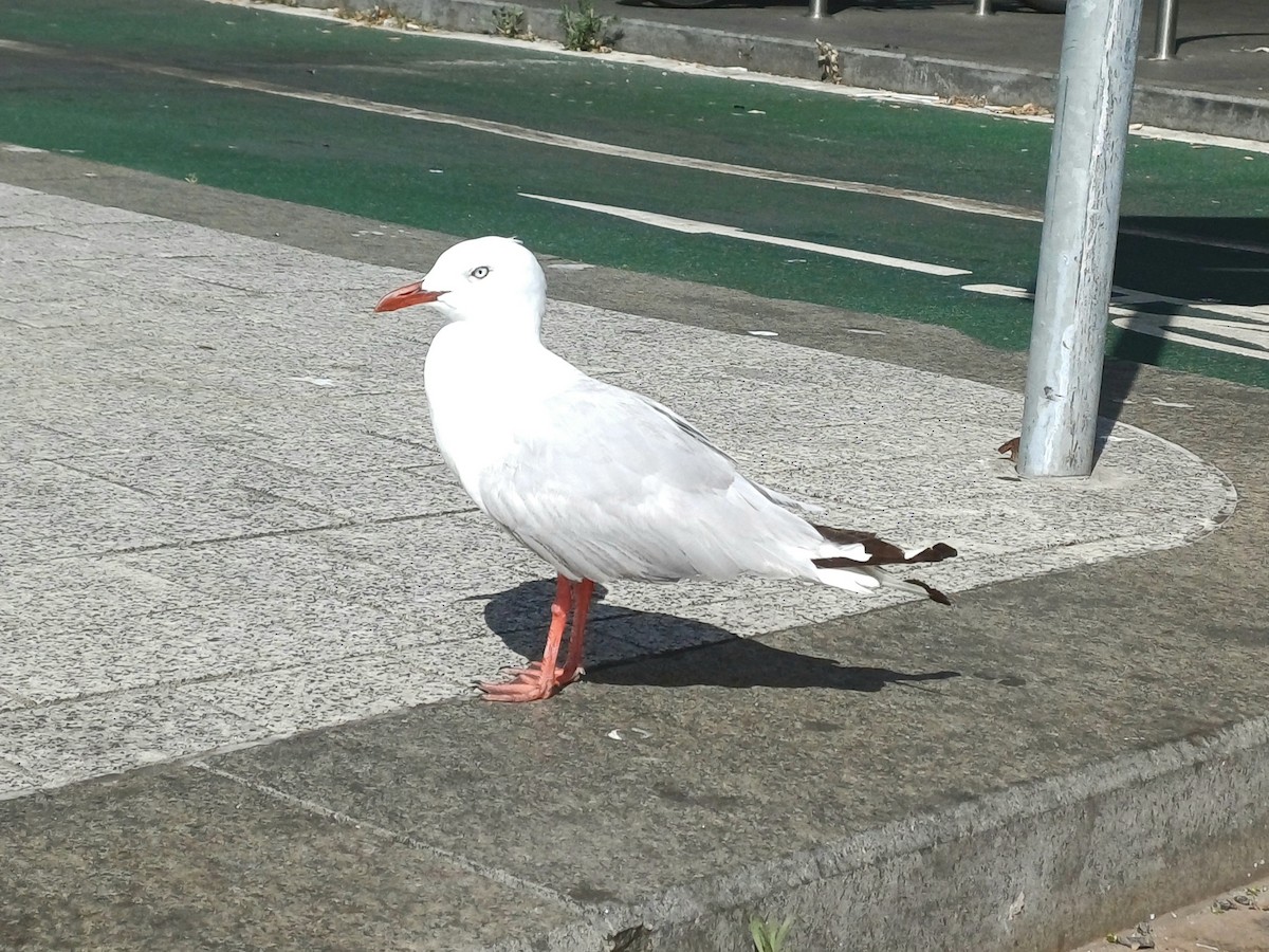 Gaviota Plateada Australiana - ML646679710