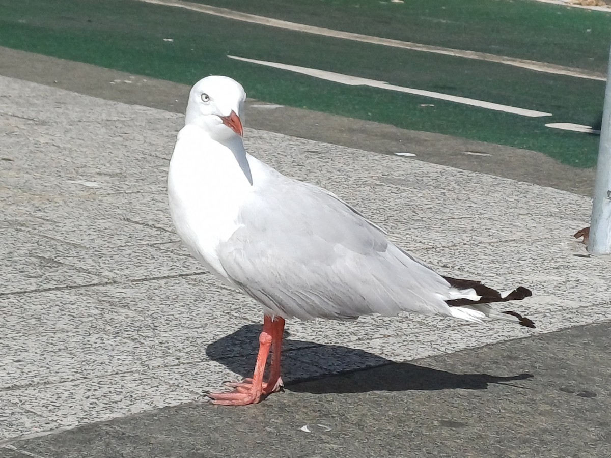 Gaviota Plateada Australiana - ML646679711