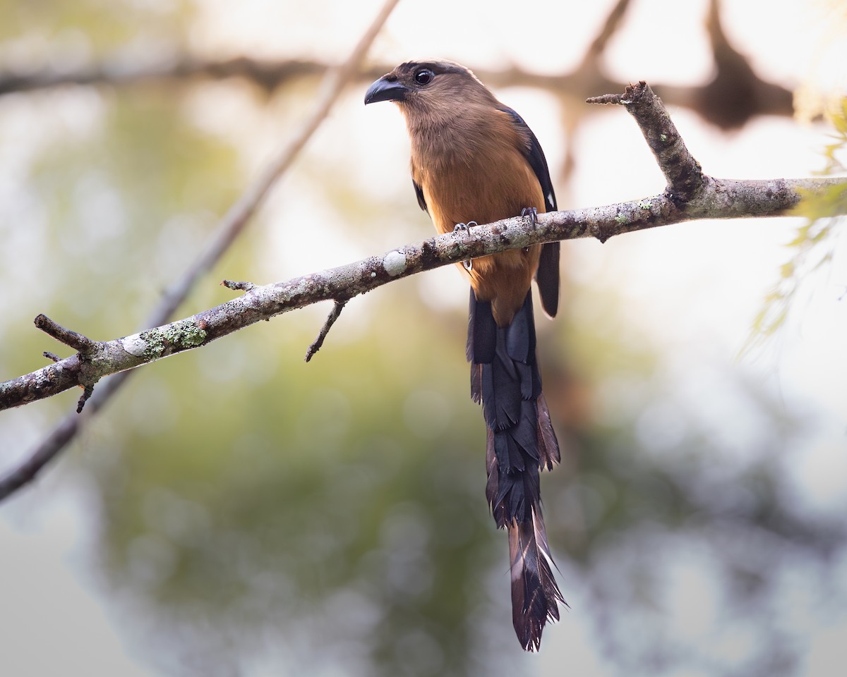 Bornean Treepie - ML646679712