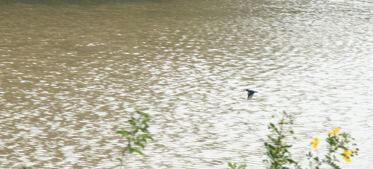 Common Kingfisher - ML646679713