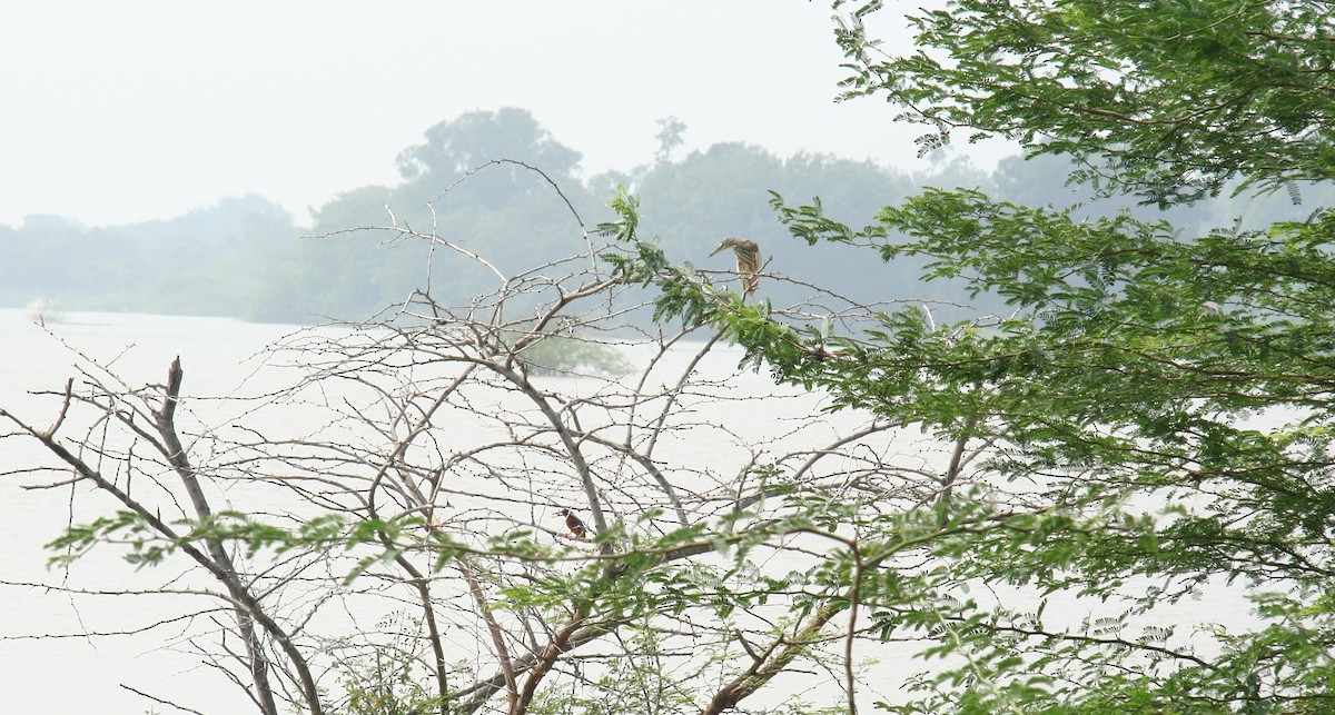 Indian Pond-Heron - ML646679719