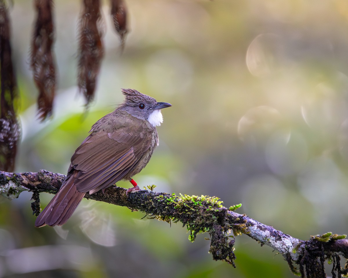 Penan Bulbul - ML646679720