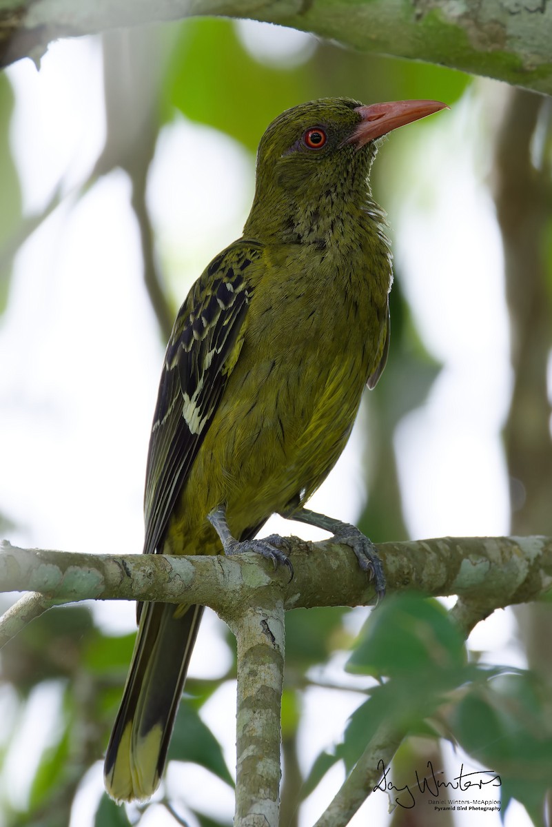 žluva žlutozelená - ML646679721