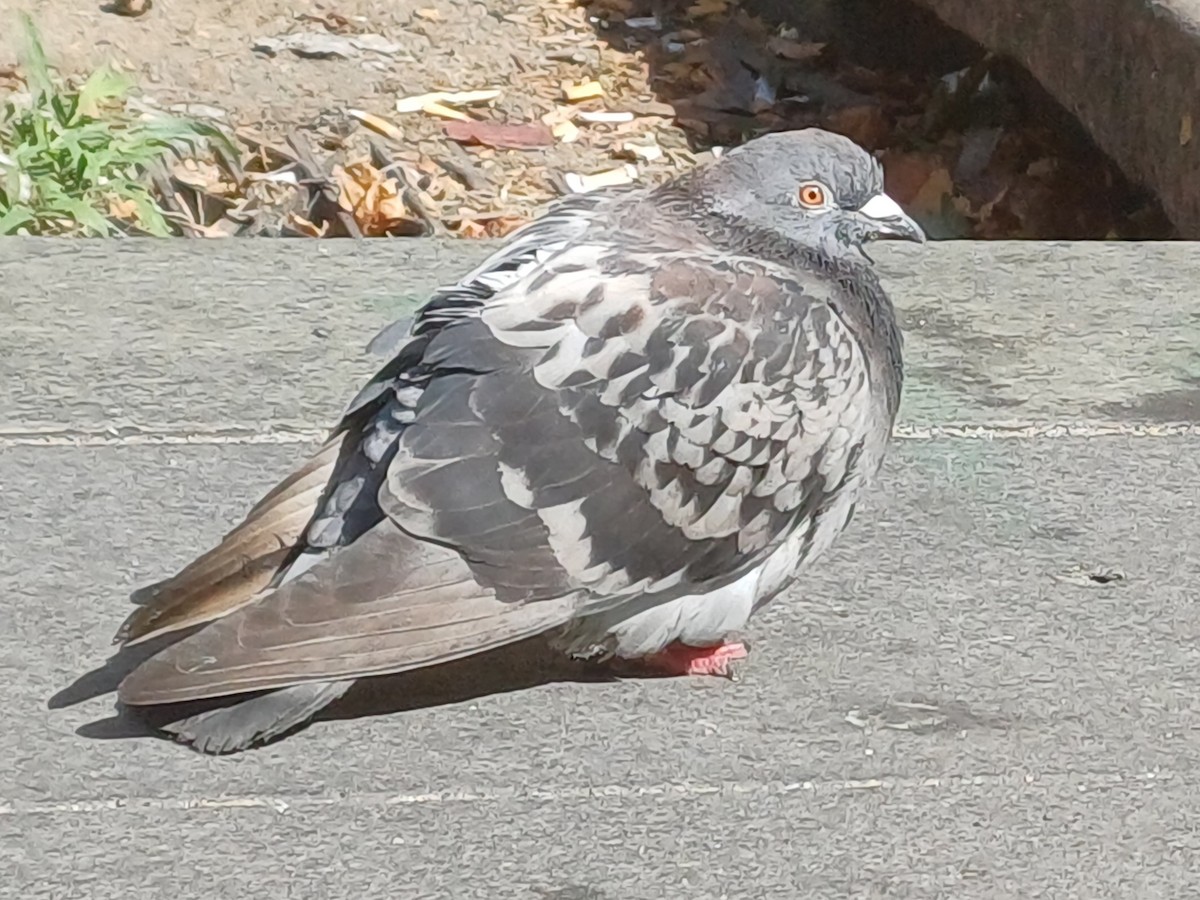 Paloma Bravía (variedad doméstica) - ML646679726