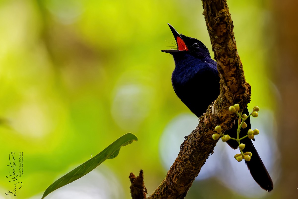 Shining Flycatcher - ML646679731
