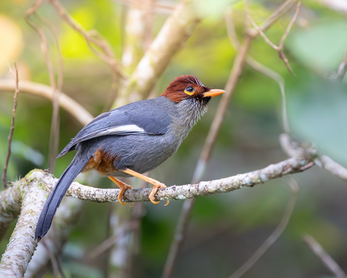 Chestnut-hooded Laughingthrush - ML646679732