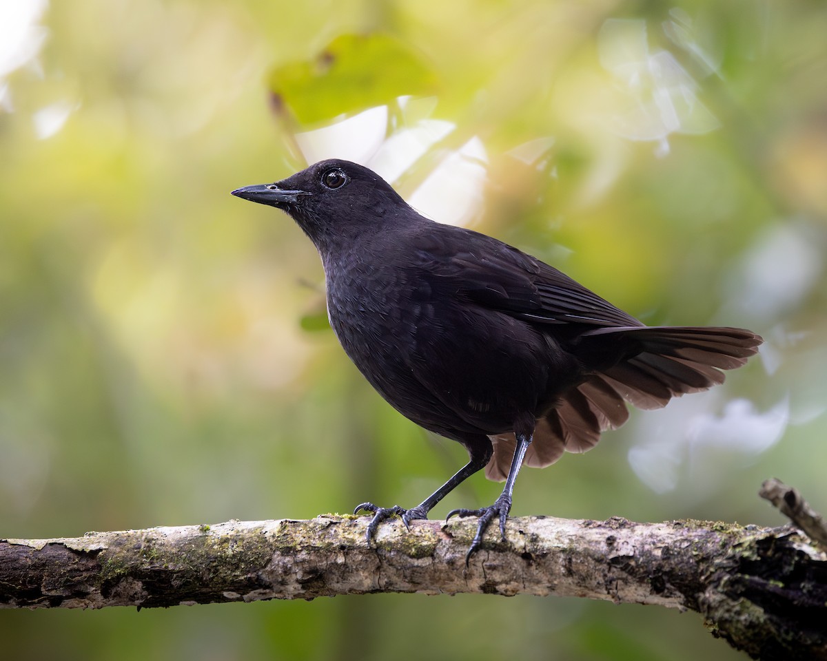 Bornean Whistling-Thrush - ML646679733