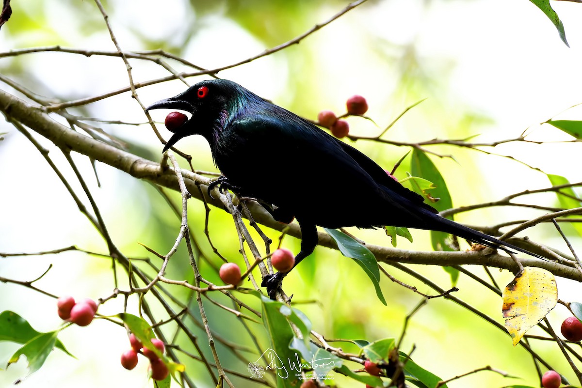 špaček lesklý - ML646679738