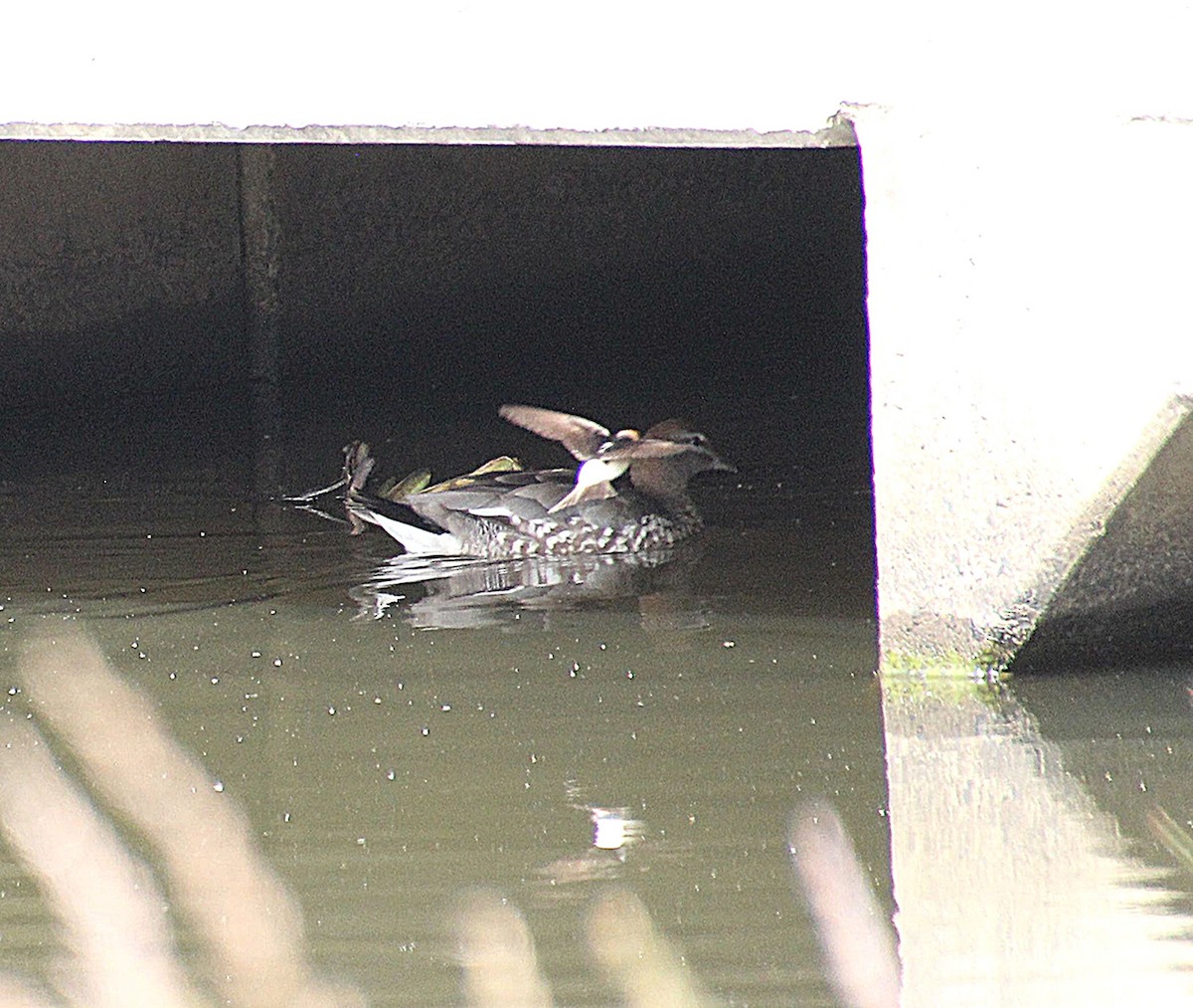 Fairy Martin - ML646679739