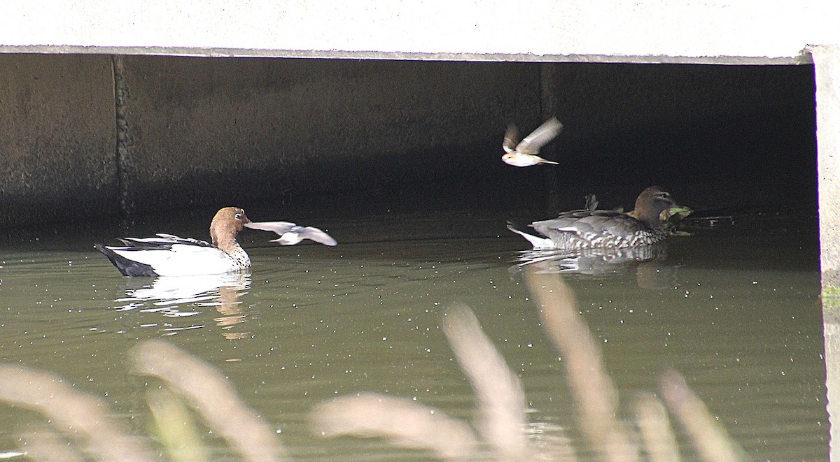 Fairy Martin - ML646679741