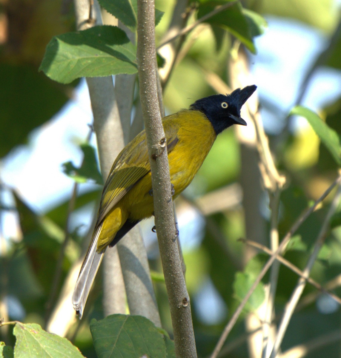 Black-crested Bulbul - ML646679743