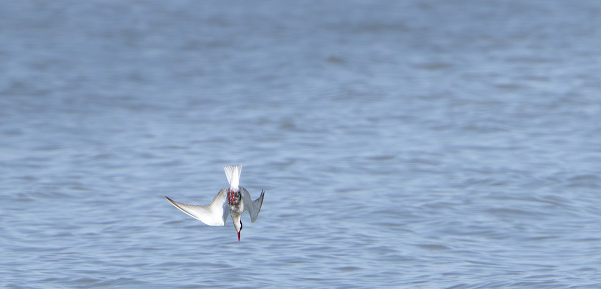 Weißbart-Seeschwalbe - ML646679745