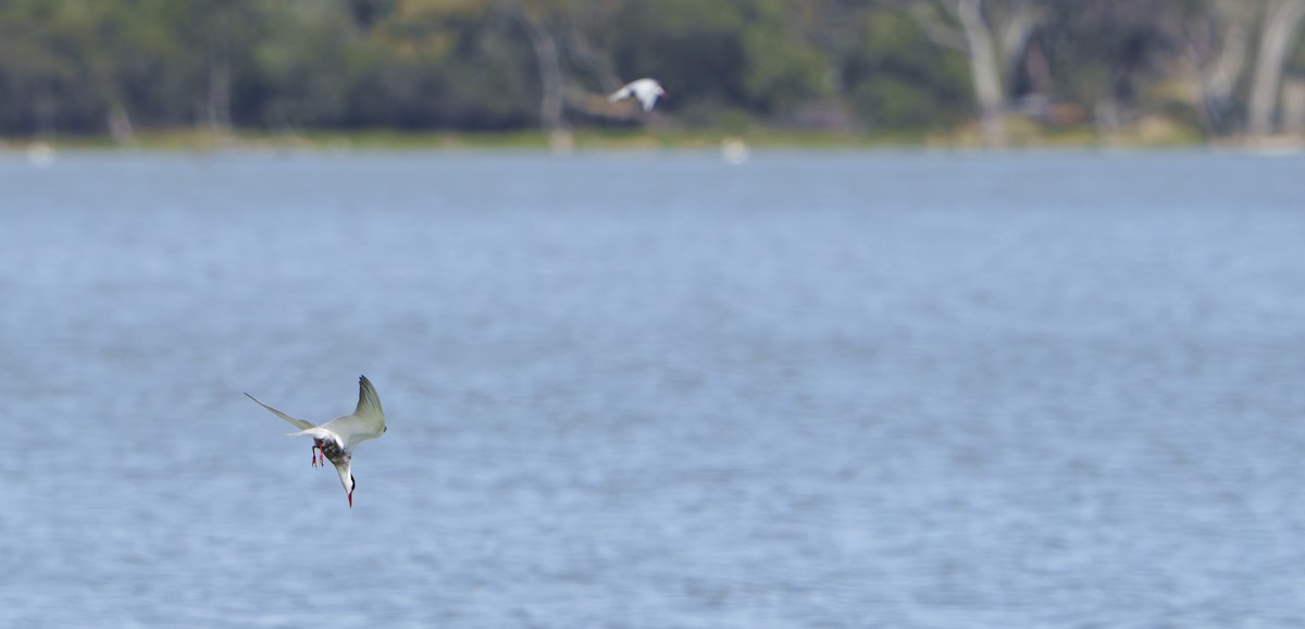 Weißbart-Seeschwalbe - ML646679746
