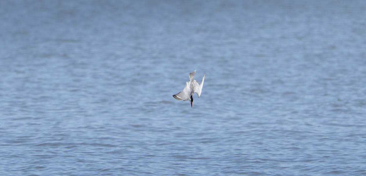 Weißbart-Seeschwalbe - ML646679747