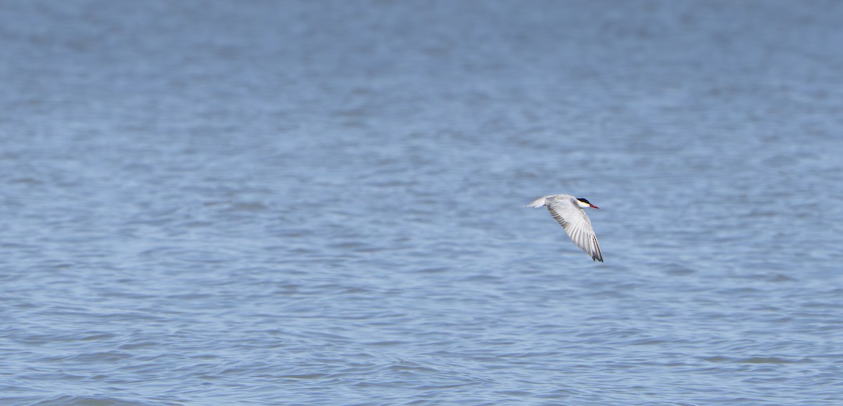 Weißbart-Seeschwalbe - ML646679748