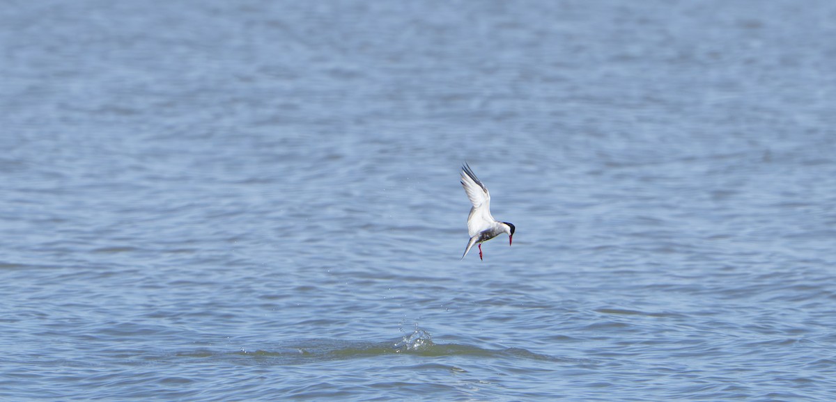 Weißbart-Seeschwalbe - ML646679749