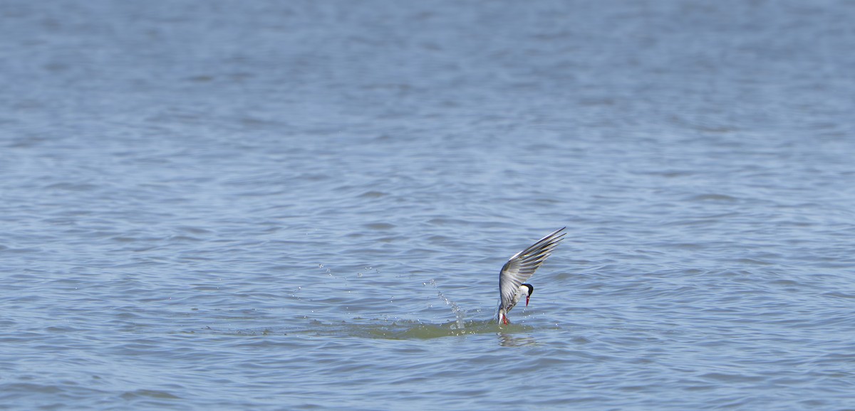 Weißbart-Seeschwalbe - ML646679750