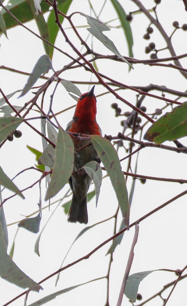 Scarlet Myzomela - ML646679761