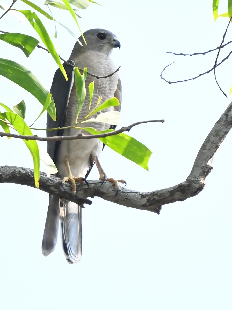 Shikra - ML646679781