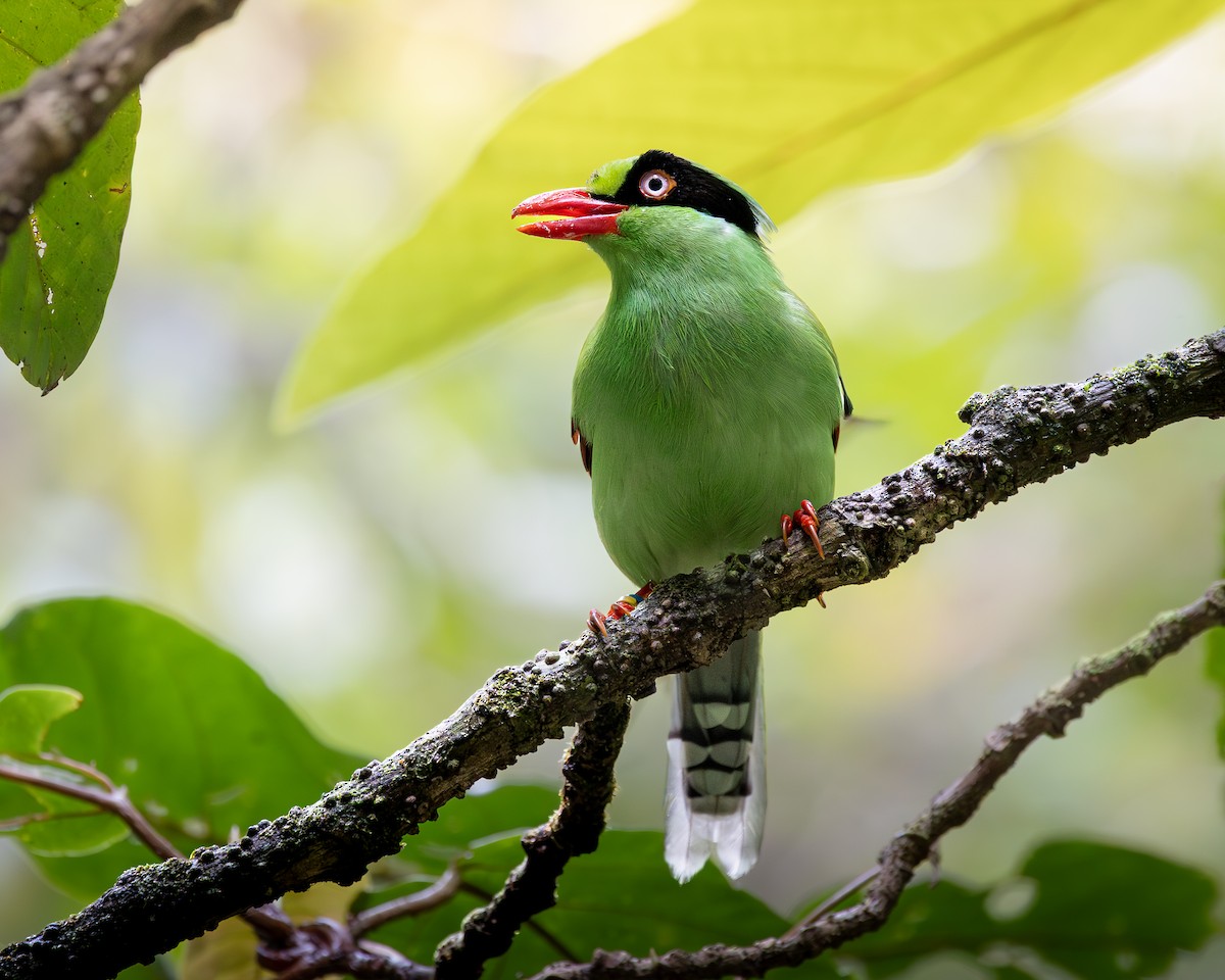 Bornean Green-Magpie - ML646679782