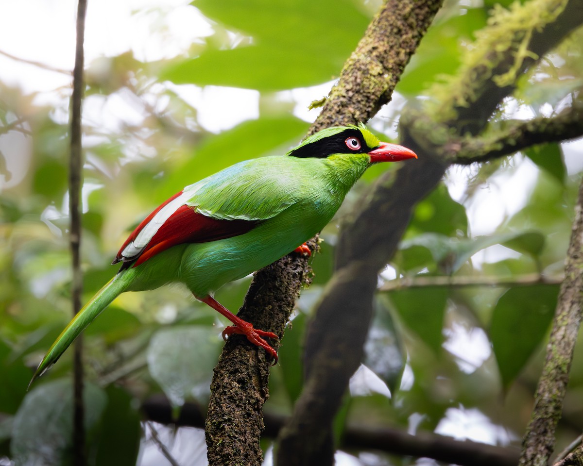 Bornean Green-Magpie - ML646679783