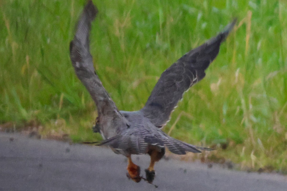 遊隼 - ML646679784